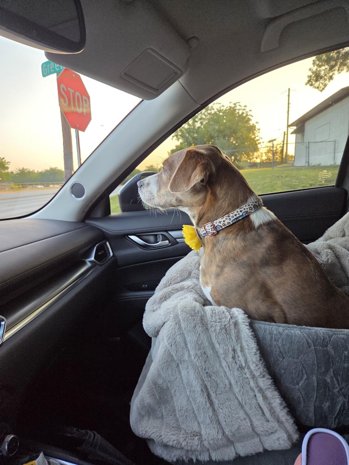Dog Car Seat for Small/Medium Dogs, Memory Foam Dog Booster Seat, Travel Safety Per Car Seat with Washable Removable Cover, Storage Pockets for Dogs up to 35 lbs(Gray) customer photo 1