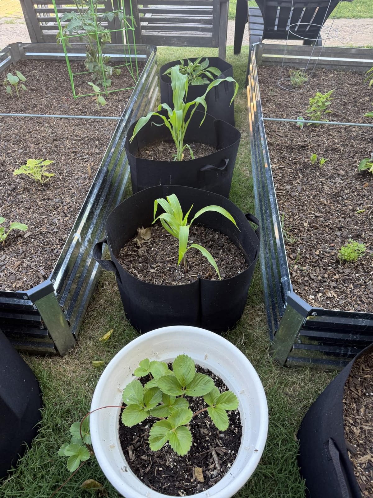 Jorvila 5-Pack 5 Gallon Grow Bags customer photo 2