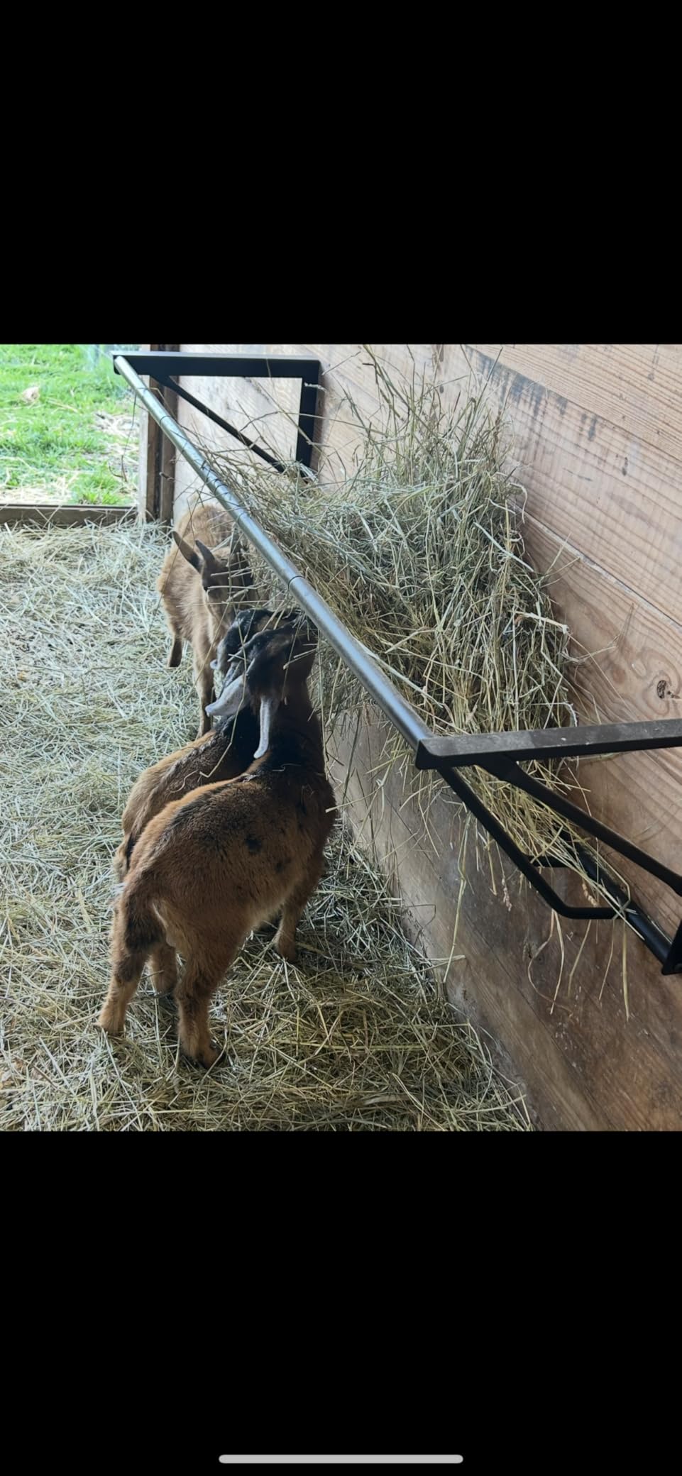 Goats Hay Feeder, 35.5'' Long, Heavy Duty Iron Wall Hay Rack, Blanket Holder, Large Capacity for Goats,Horses,Cattle and Other Livestock, Farm Indoor and Outdoor Use, Black customer photo 2