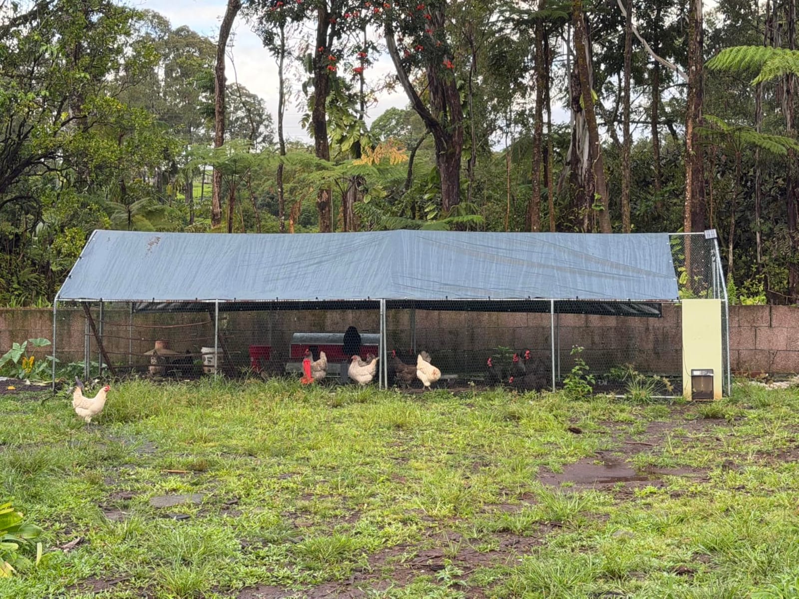 VEVOR Metal Chicken Coop, 6.56x6.56x6.56ft Large Walk-in Chicken Run with Cover, Spire Roof Hen House Enclosure with Security Lock, Outdoor Duck Rabbit Cage, Poultry Pen for Backyard, Farm, Yard customer photo 2