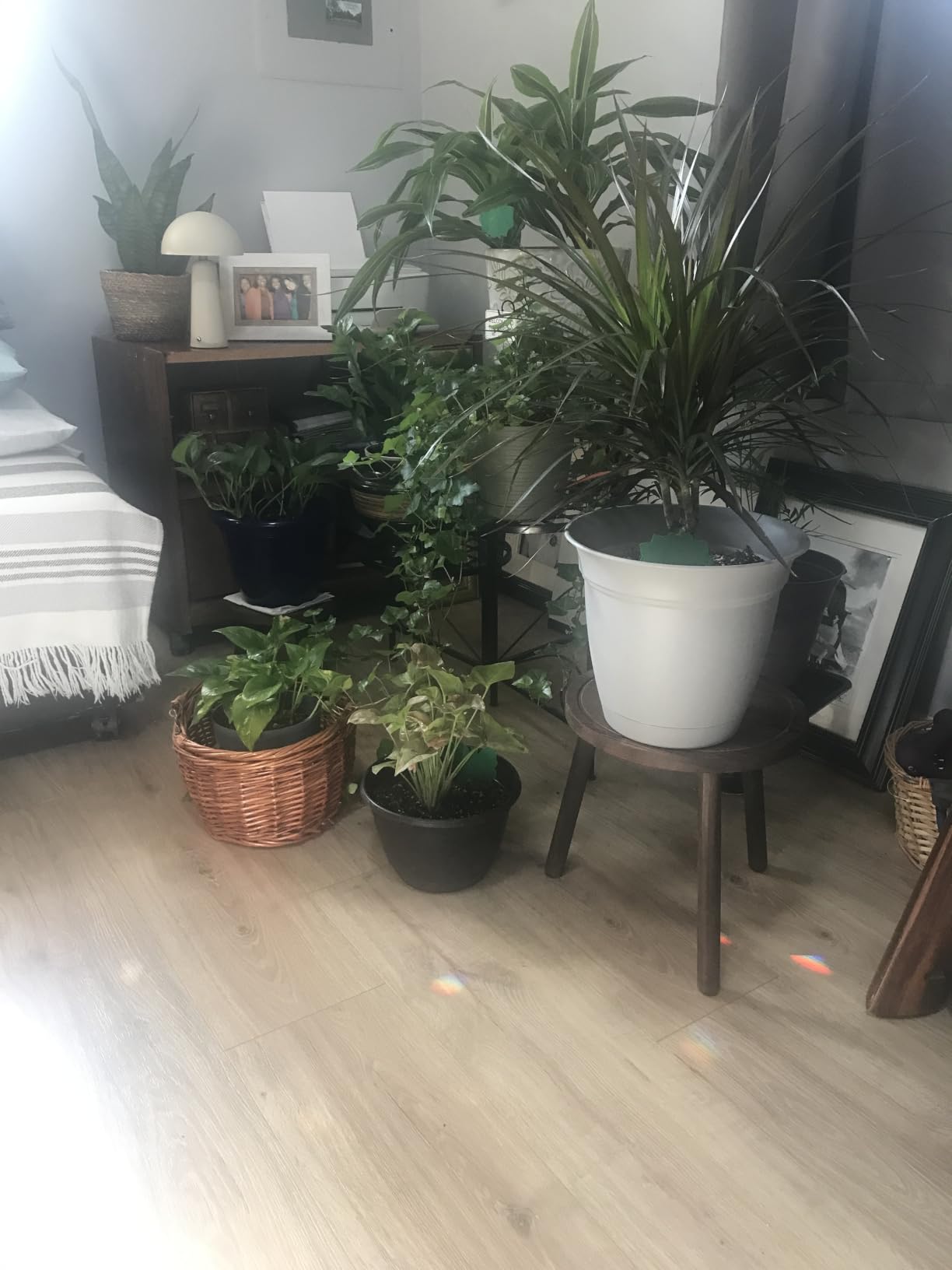 3-Pack Wood Plant Stands Indoor, Single Plant Stand for 6-12 Inch Pots, Mid-Century Modern Plant Stool, Tall Plant Stand for Large Plants Perfect Fit for Living Room, Balcony, Office customer photo 1