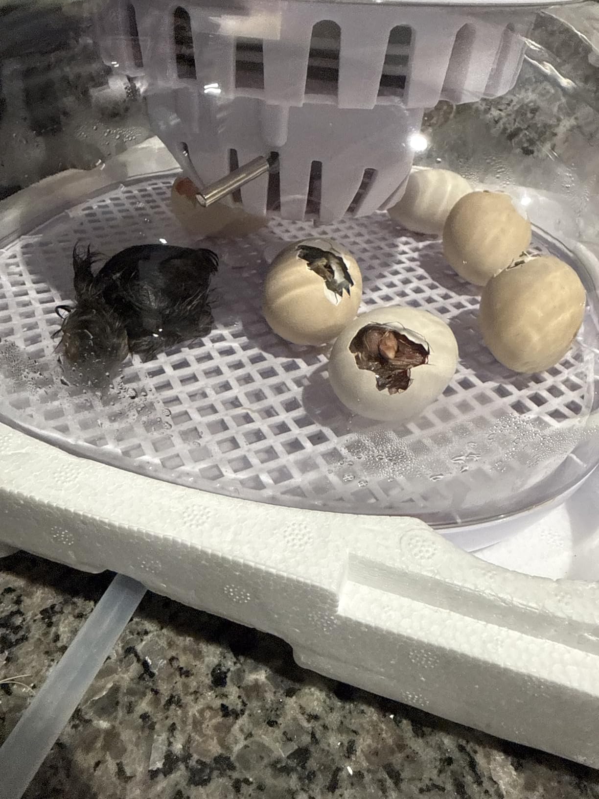 Incubators for Hatching Eggs Quail Egg Incubator 12 Eggs with Automatic Egg Turning and Humidity Control 360° Viewing for Chicken, Ducks, Goose, Pigeon for Lab Farm and Home customer photo 1