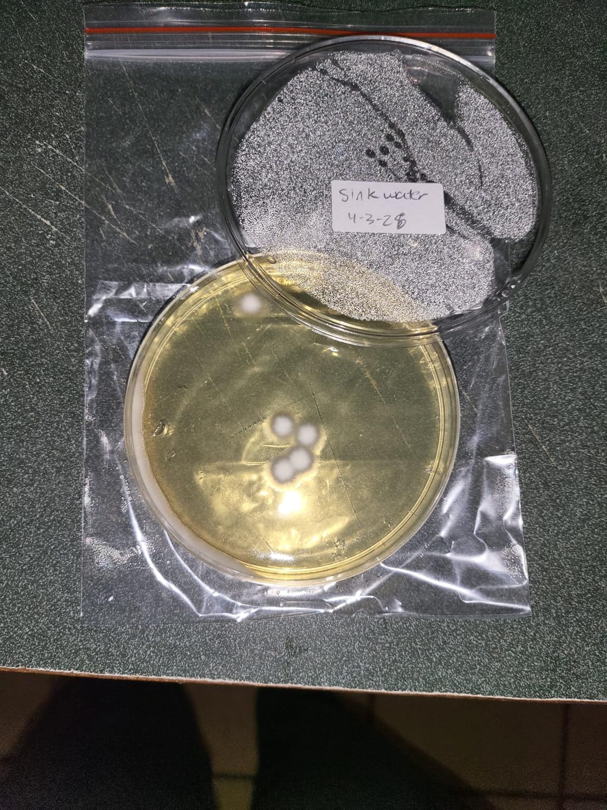 Bacteria Water Test Kit for Drinking Water, 12-Pack Well Water Testing Kit for Coliform and E. coli, At-Home Testing for Well, Tap, City and Pool Water, Includes Free Lab Analysis customer photo 1