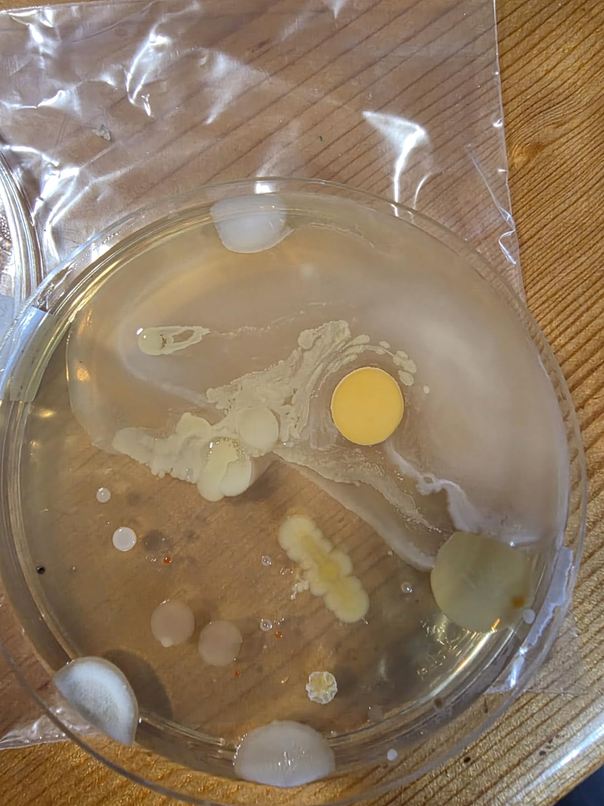 Bacteria Water Test Kit for Drinking Water, 12-Pack Well Water Testing Kit for Coliform and E. coli, At-Home Testing for Well, Tap, City and Pool Water, Includes Free Lab Analysis customer photo 2