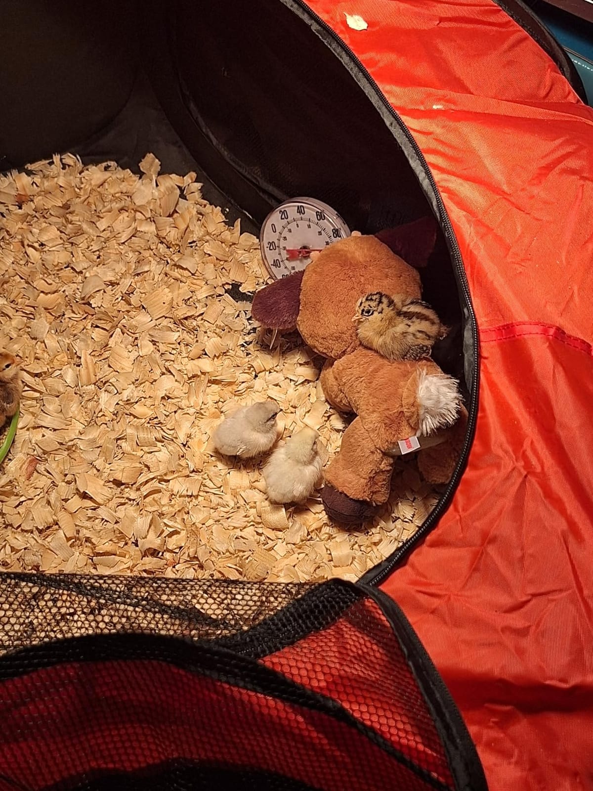 Brooder Box for Chicks, Large Pop Up Chick Brooder Starter Kit customer photo 2