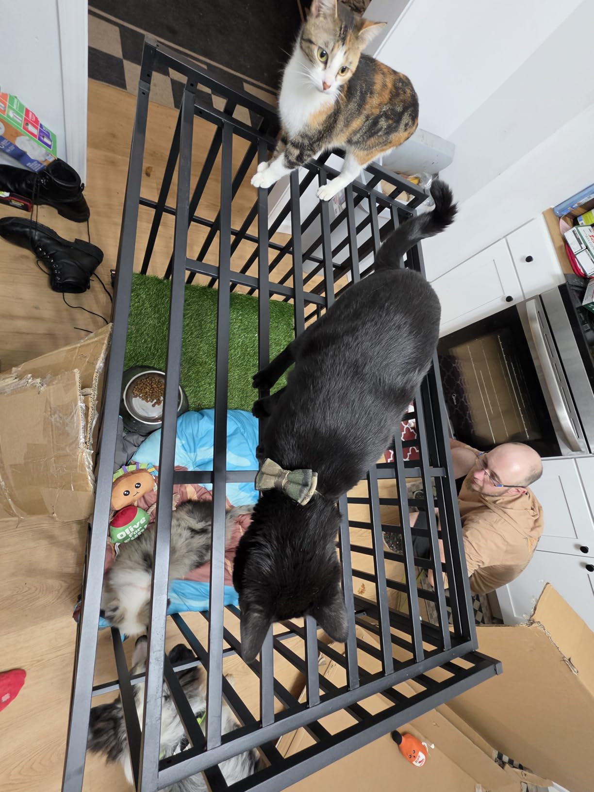 Heavy Duty Dog Crate, 49'' Large Indestructible Cage for High-Anxiety Dogs customer photo 1