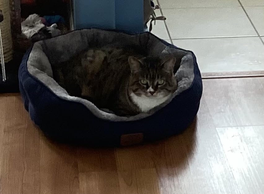 Bedsure Self Warming Cat Bed,Round Washable Small Dog Bed, 25In Grey customer photo 2
