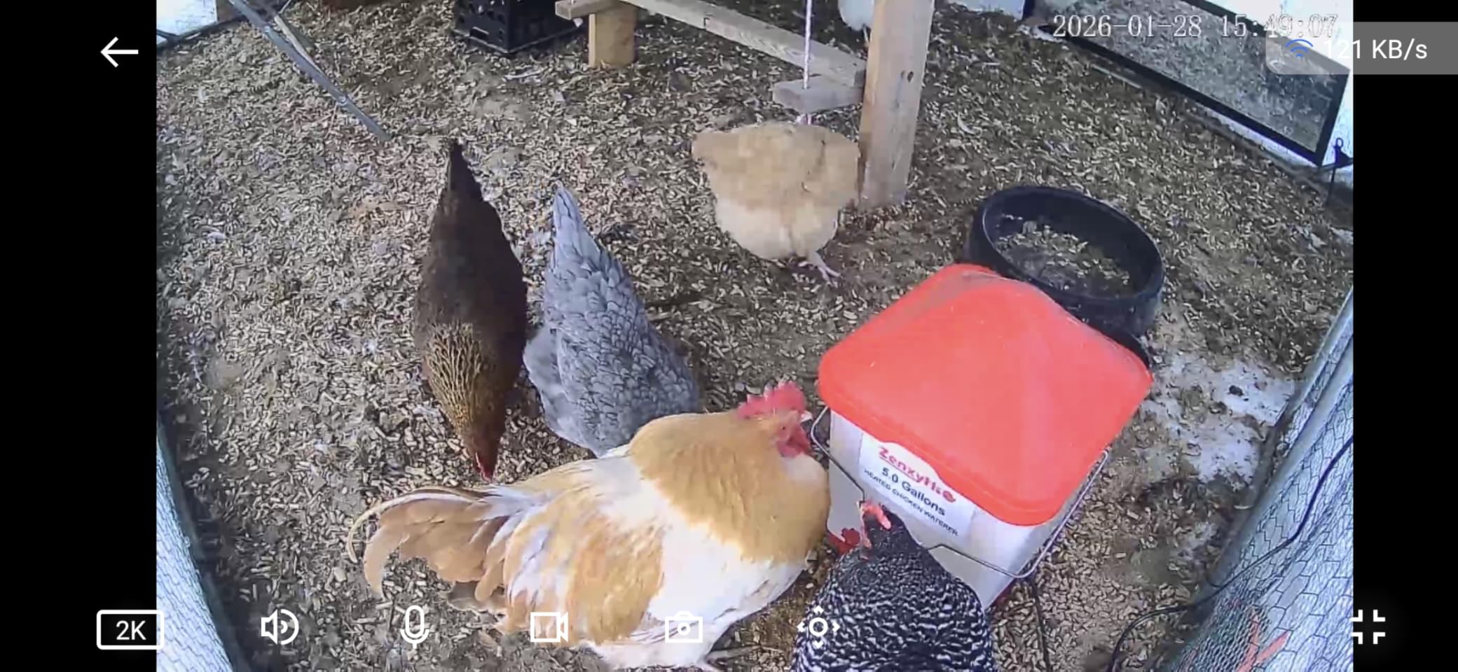 5.0 Gal Heated Chicken Waterer Bucket with 4 Horizontal Water Nipples customer photo 2