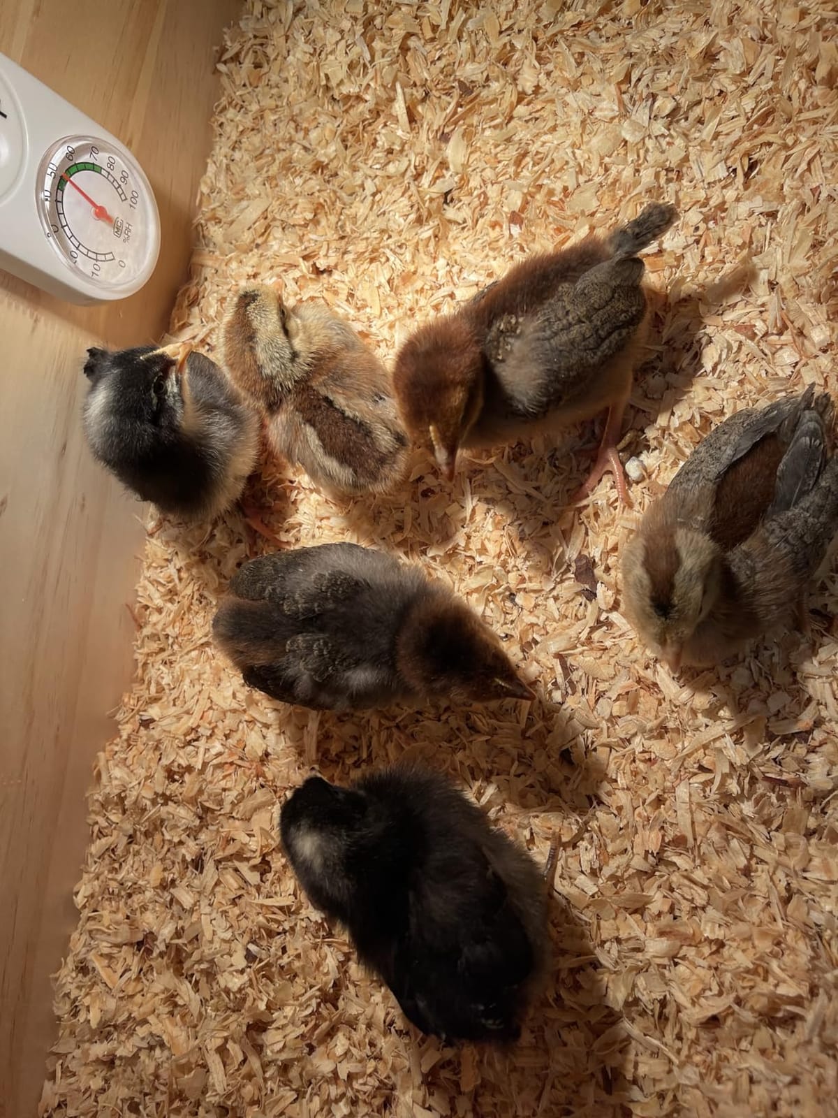 Large Wooden Chick Brooder Box with Drawers, 3 Heat Lamps and Thermostat customer photo 1