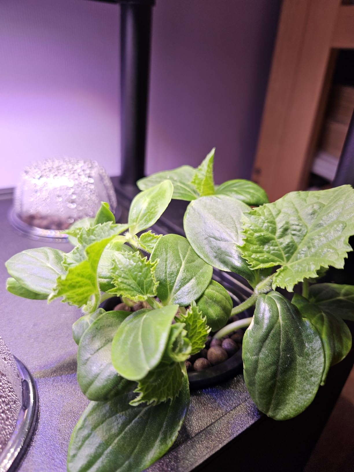 Growell 54 Pods Hydroponics Growing System Kit with Independent Water Pump customer photo 1