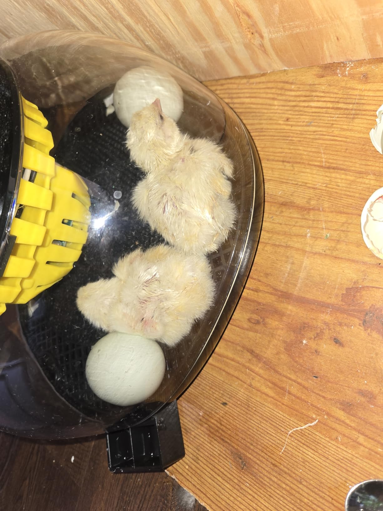 Incubators for Hatching Eggs with Automatic Egg Turning and Humidity DisplayTemperature Control Auto Water Fill Egg Candler 12Egg Hatch Chick Quail Duck Turkey Goose Parrot Bird Eggs customer photo 1