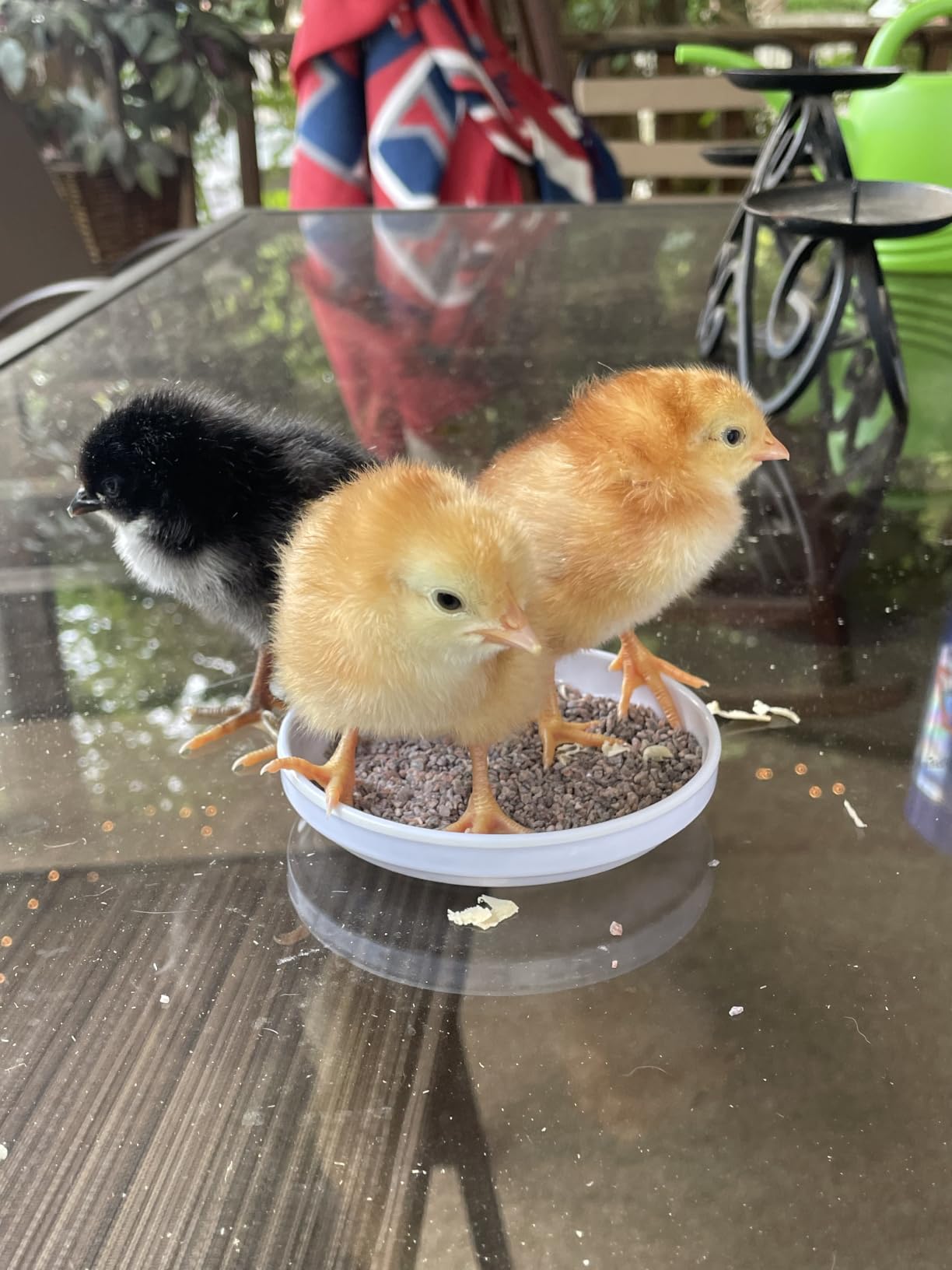 Incubators for Hatching Eggs with Automatic Egg Turning and Humidity DisplayTemperature Control Auto Water Fill Egg Candler 12Egg Hatch Chick Quail Duck Turkey Goose Parrot Bird Eggs customer photo 2