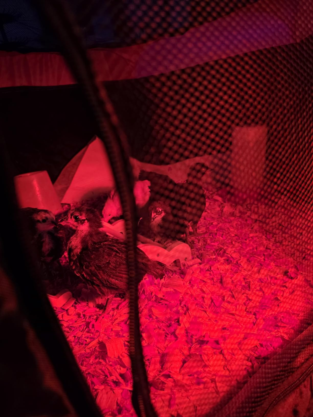 Brooder Box for Chicks, Pop-Up Chicken Brooder Playpen with Dual Doors customer photo 2
