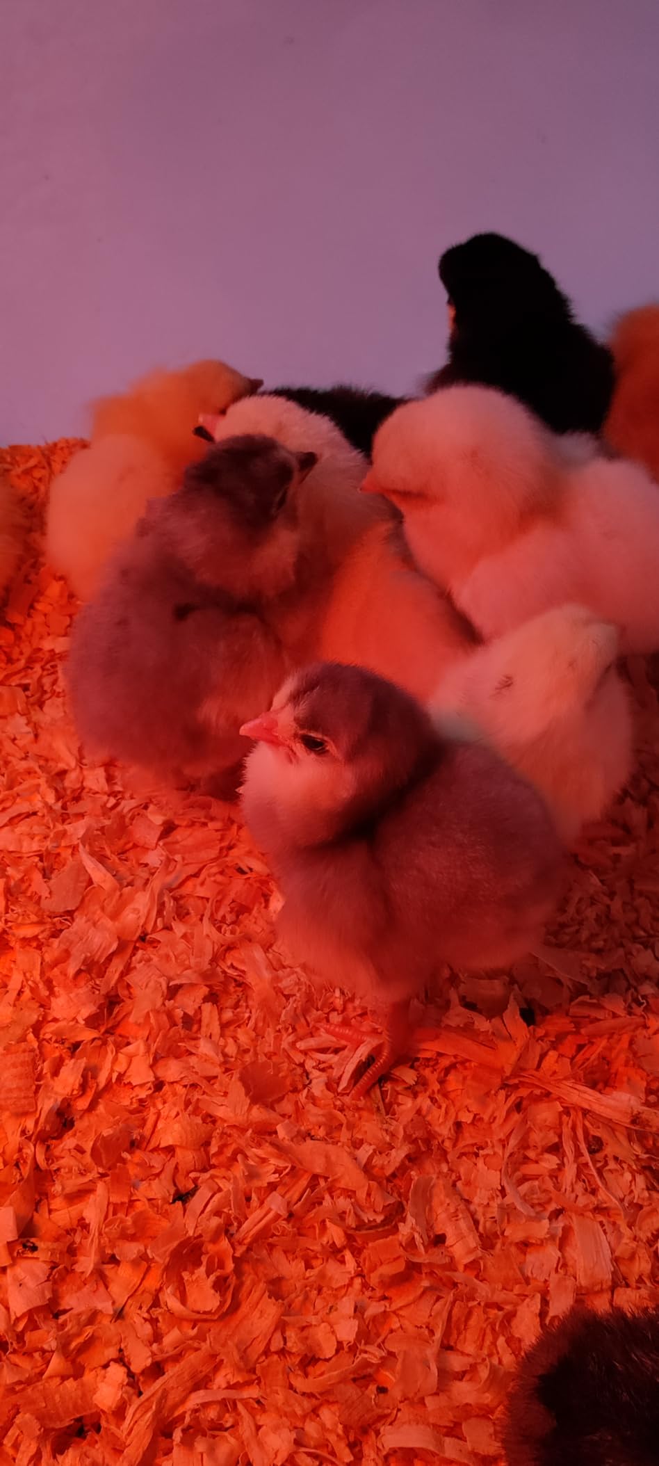 Incubator for Hatching Eggs - 12 Egg Capacity, 360° Viewing for Chicken customer photo 1