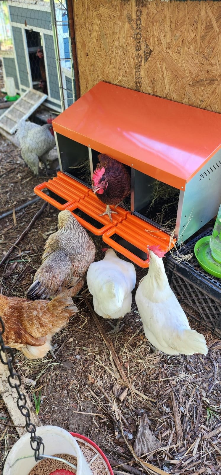 Chicken Nesting Boxes, Roll Away Nest Box for Egg Collector, 4 Holes Orange customer photo 1