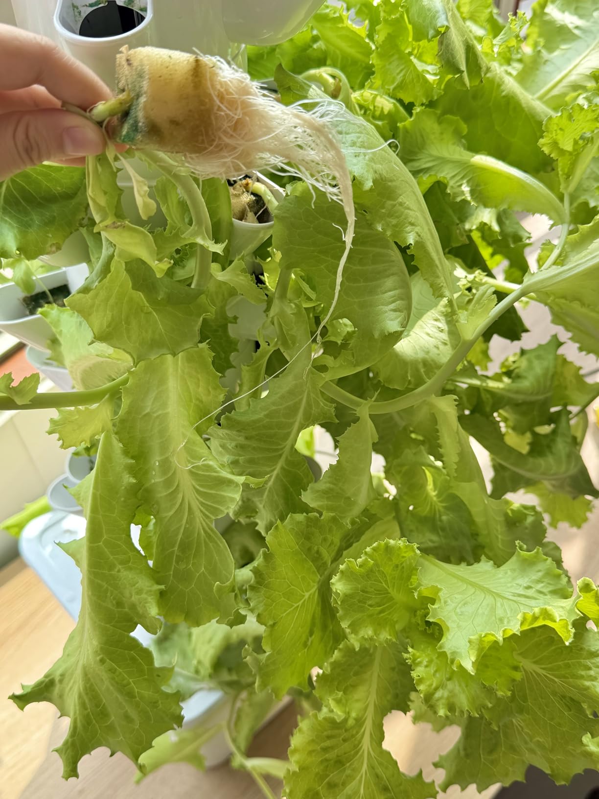 Hydroponics Growing System, 30-Plant Indoor Hydroponic Tower with Pump System, Plants Germination Kit, Smart Aeroponic Herb Garden, Vertical Hydroponic System for Gardening Lover (No Seed) customer photo 2