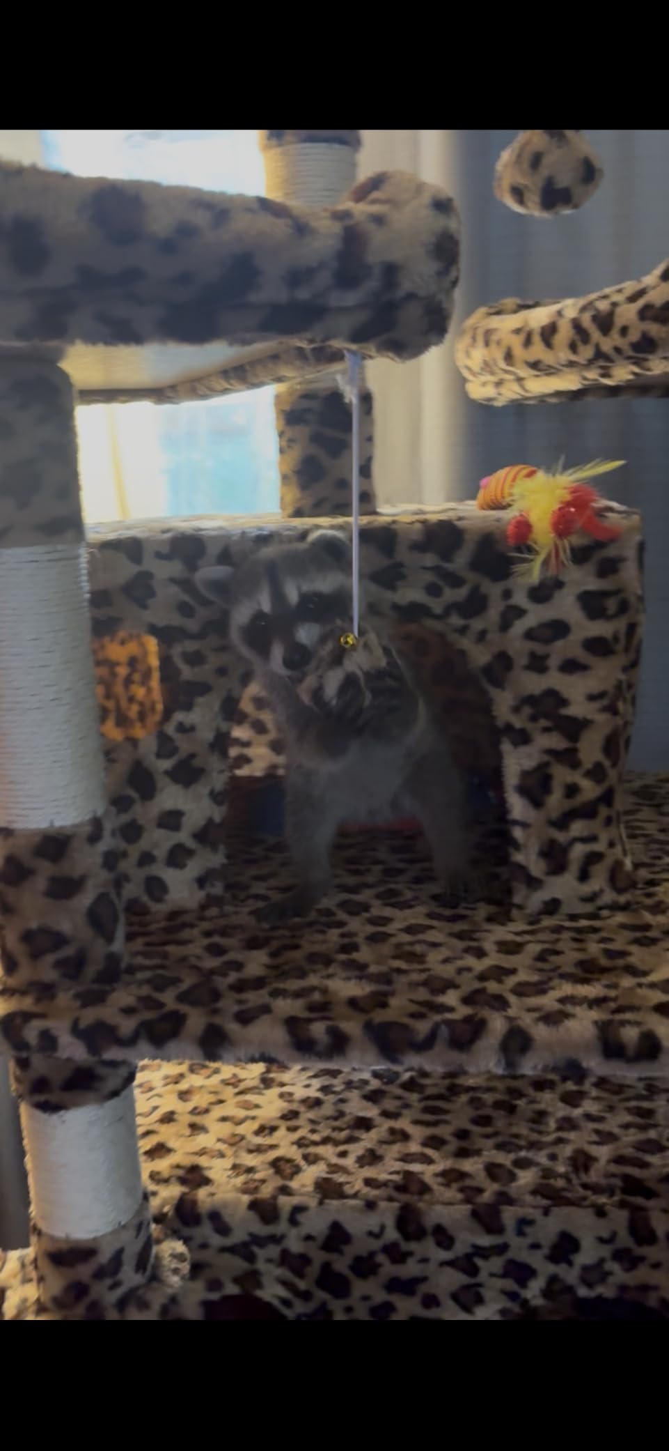 Allewie 82 Inches Large Cat Tree/House/XXL Tall Cat Towers for Big Feline/Scratching Post/Multi-Level Large Kitty Climbing Tree with Condo/Smokey Grey customer photo 2