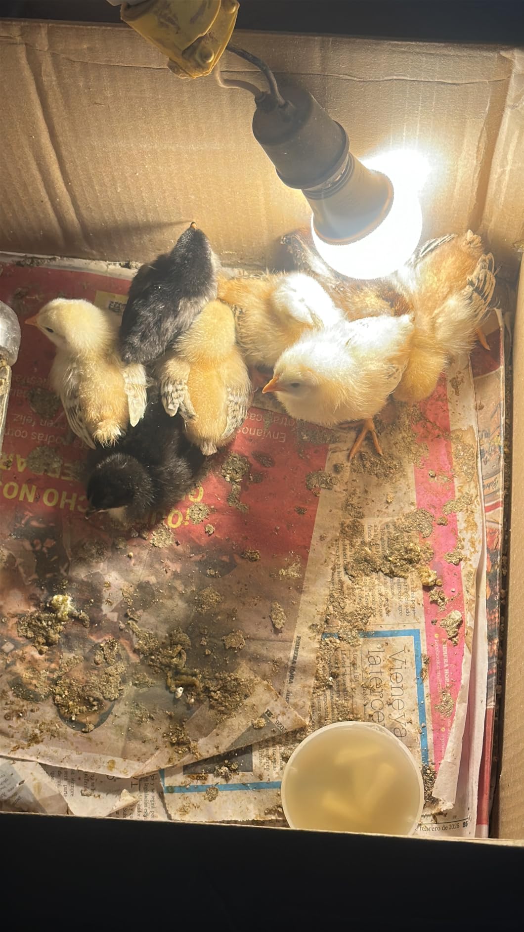 Sailnovo 12 Egg Incubators for Hatching Egg with Auto Humidification customer photo 2