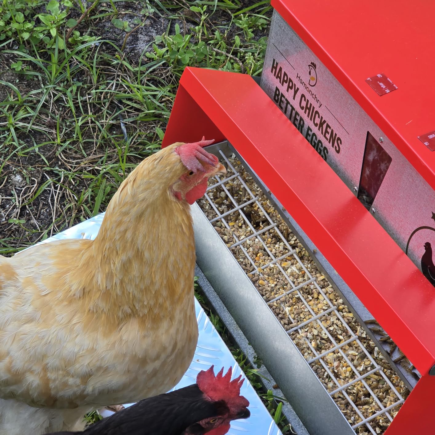 40 lb Automatic Chicken Feeder, Rat Proof Treadle No Waste customer photo 2