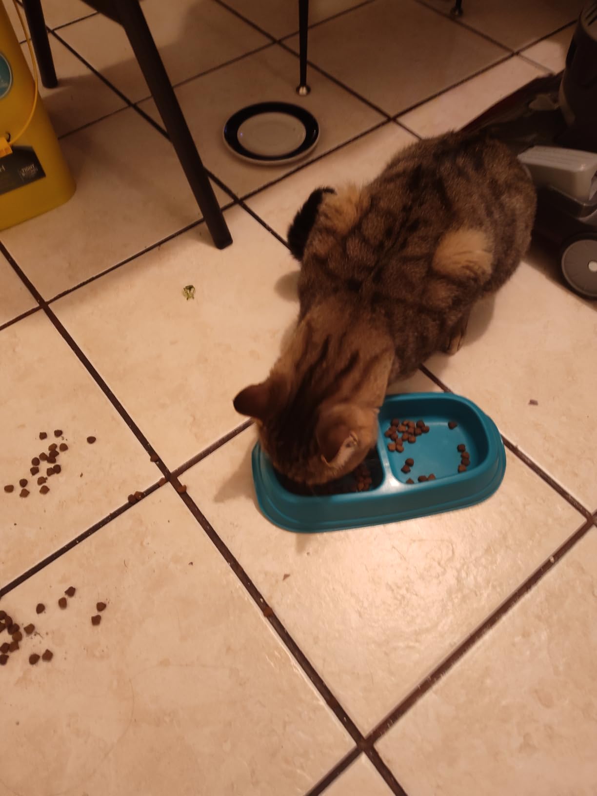 IAMS Proactive Health Indoor Dry Cat Food, Chicken & Turkey, 7 lb customer photo 1